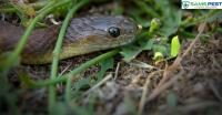 SAMS Snake Control Melbourne image 2